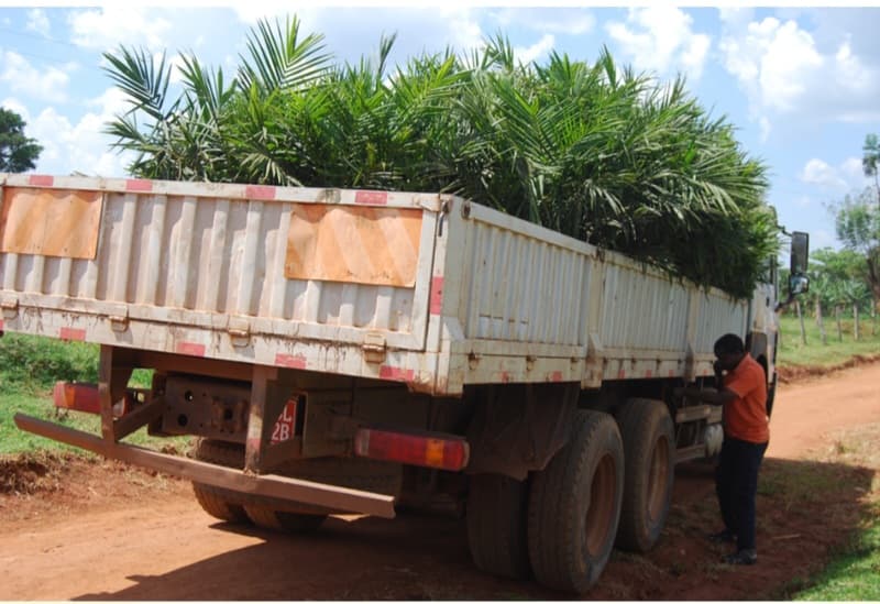 دعوات حكومية للتخلي عن قصب السكر لصالح زيت النخيل دعوات حكومية للتخلي عن قصب السكر لصالح زيت النخيل