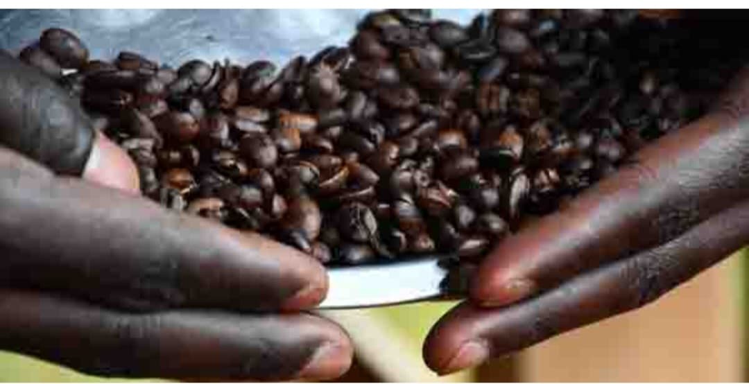 قادة أوغندا يدفعون بمزارعي لانغو نحو زراعة البن لتعزيز الدخل ومواجهة الفقر قادة أوغندا يدفعون بمزارعي لانغو نحو زراعة البن لتعزيز الدخل ومواجهة الفقر