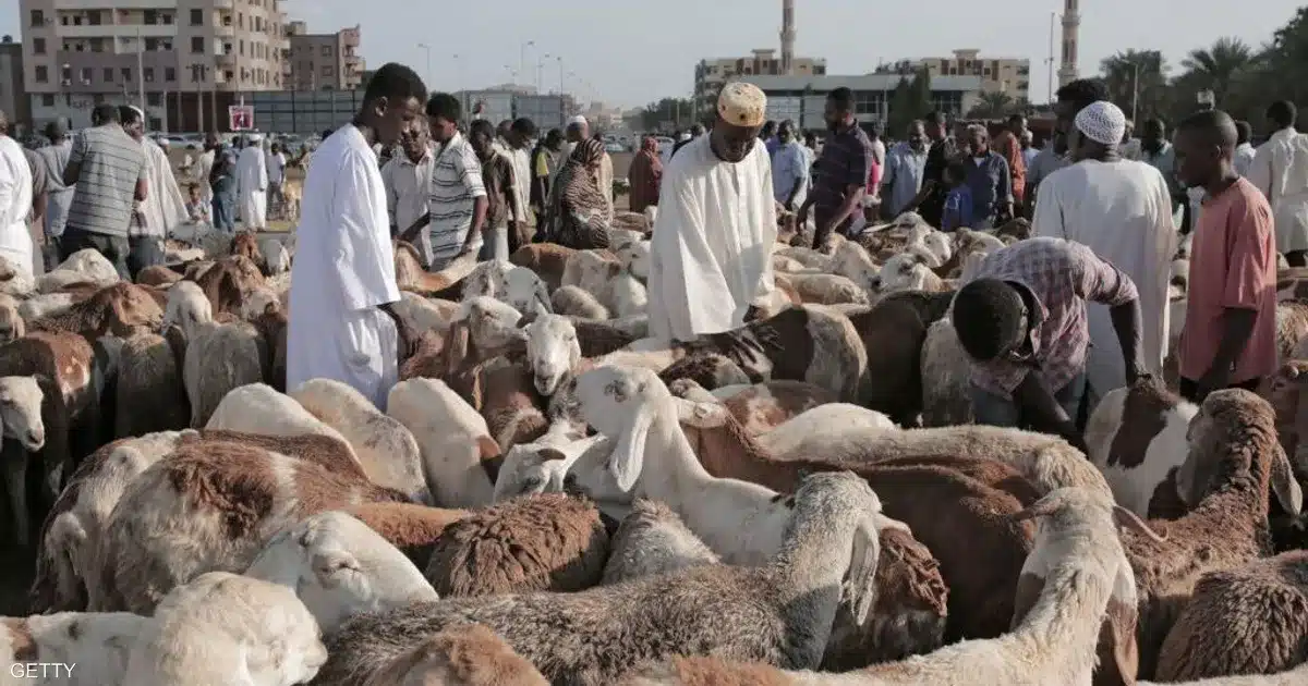 الأضحية صارت حلما.. الخروف ينافس التكتك في السعر020 الأضحية صارت حلما.. الخروف ينافس التكتك في السعر