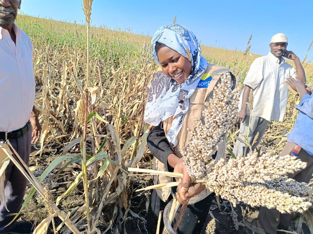 شح السيولة واستبدال العملة يهددان الحصاد بالقضارف