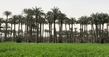 الأرصاد: انخفاض فى درجات الحرارة بداية من الإثنين المقبل