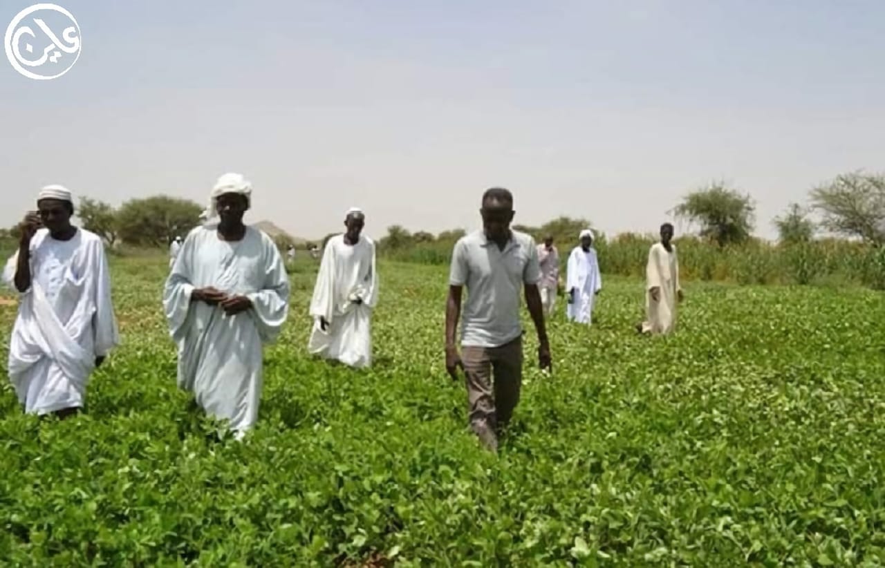 مليشيا التمرد تفرض رسوما جديدة على الفول السوداني بمدينة سودانية