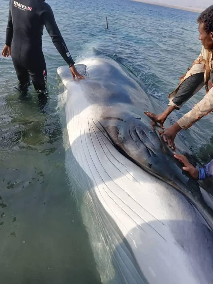 نفوق حوت نادر على ساحل سوداني