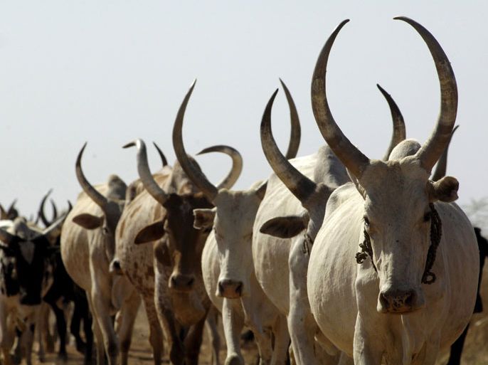 الجمارك السودانية تضبط 142 رأسا من الأبقار