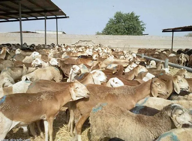  يوسف عبدالمنان يكتب.. من الخاسر من ايقاق صادر الإنتاج إلى مصر  