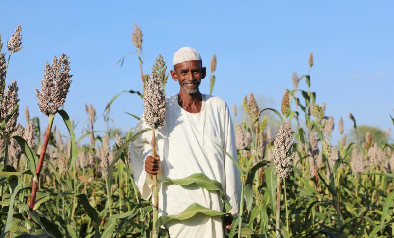 السودان يخطط لبناء مخزون استراتيجي من الحبوب بعد تناقص الإنتاج