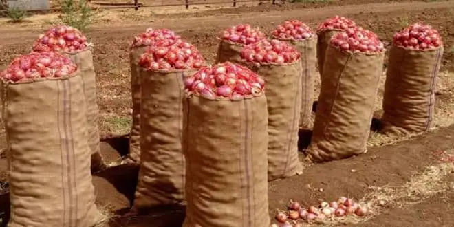 شاهد بالفيديو.. بعد الثروة الطائلة التي جمعها تاجر الدامر الشهير من المحصول.. مواطن صيني يؤكد سفره للسودان للعمل في زراعة البصل