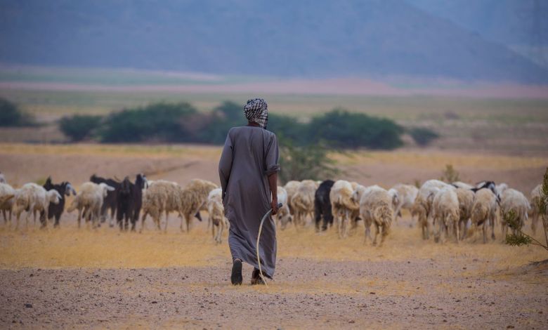 شاهد بالفيديو.. والله لو جيت اشتغلت معي في السودان أخليك ترعى النمل نملة نملة قصة طريفة لمواطن سوداني مع كفيله السعودي الذي أرهقه بالعمل في رعي الإبل والأغنام