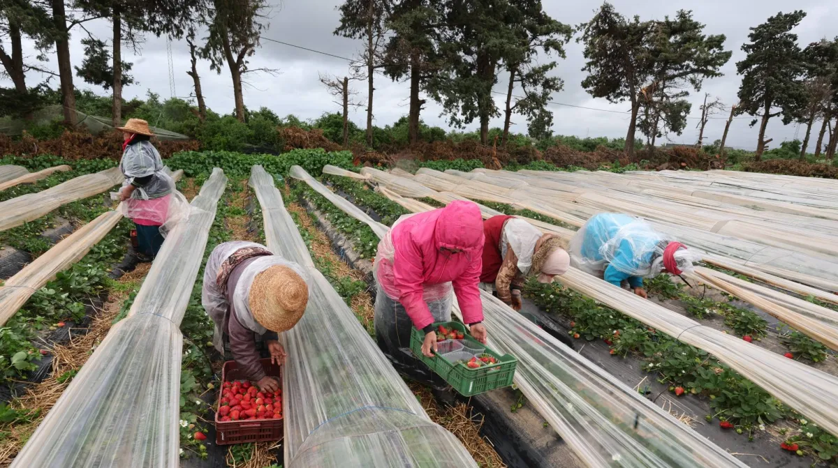 خبز العالم في مرمى النيران... أزمة الأسمدة تخنق مزارع الكوكب