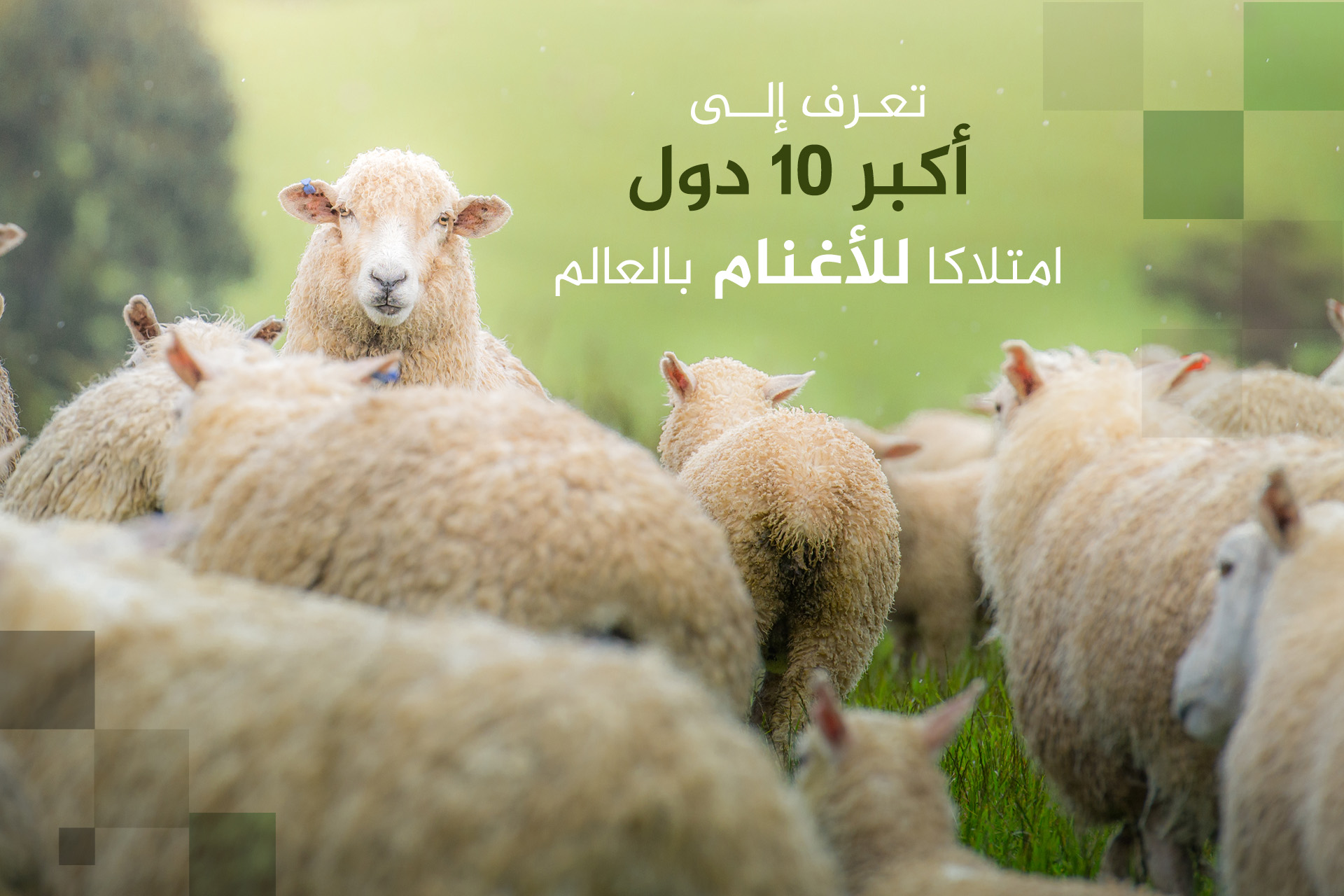 تعرف إلى أكبر 10 دول امتلاكا للأغنام بالعالم بينها بلد عربي020 تعرف إلى أكبر 10 دول امتلاكا للأغنام بالعالم بينها بلد عربي