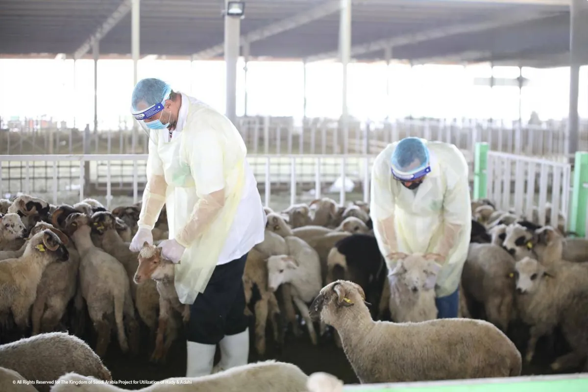 أضاحي لـالشرق الأوسط: نوظف الذكاء الاصطناعي لتحقيق الكفاءة التشغيلية020 أضاحي لـالشرق الأوسط: نوظف الذكاء الاصطناعي لتحقيق الكفاءة التشغيلية