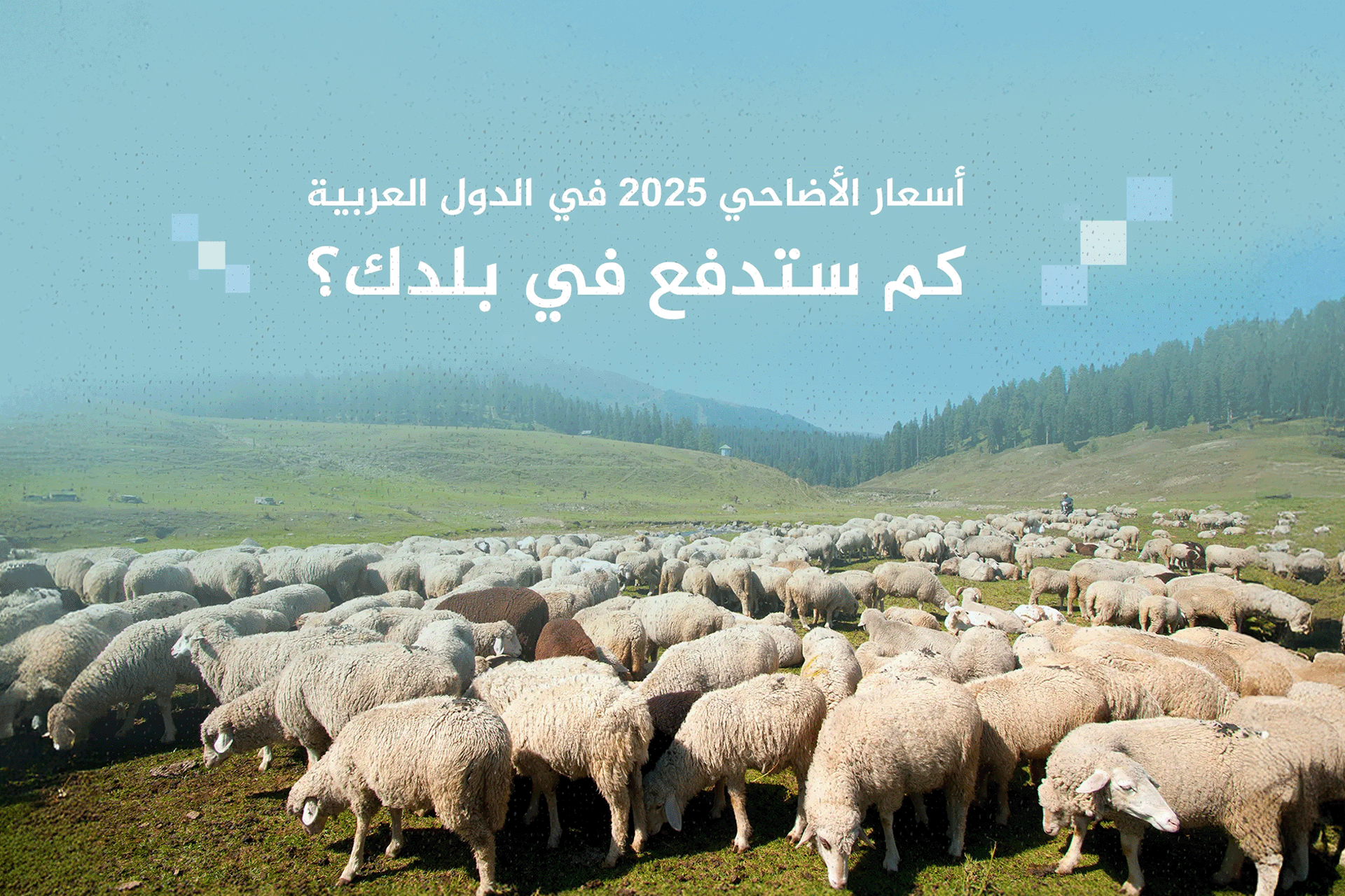 أسعار الأضاحي 2025 عربيا.. فلسطين الأغلى واليمن الأرخص