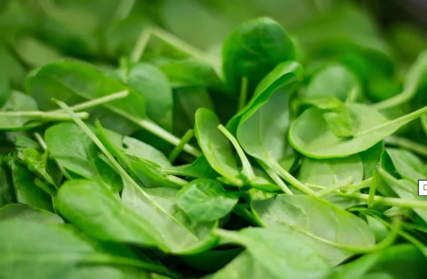 ما تأثير تناول السبانخ على ضغط الدم